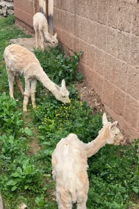 Journal - Baby Alpaca Wool - Alpaca 6 - Sustainability